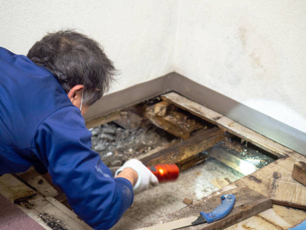 Best Mold Damage Repair  in Brazil, IN