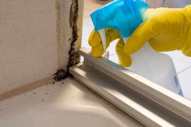 Best Residential Mold Removal  in Brazil, IN