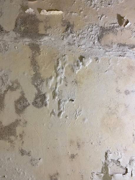 Best Certified Mold Removal  in Brazil, IN
