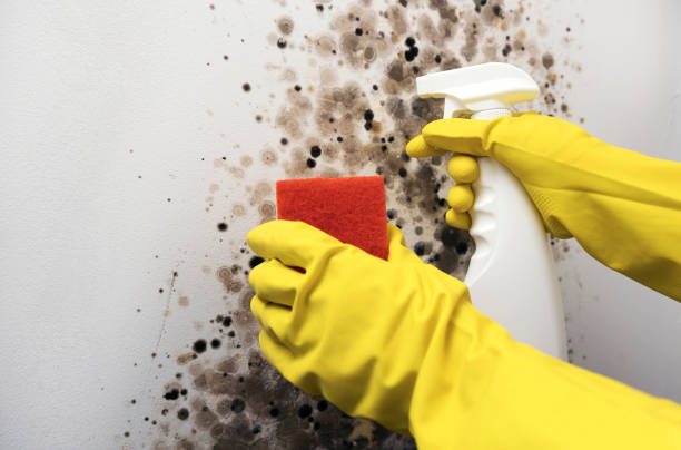 Certified Mold Removal in Brazil, IN