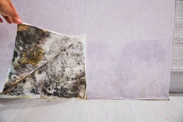 Reliable Brazil, IN Mold Removal Solutions